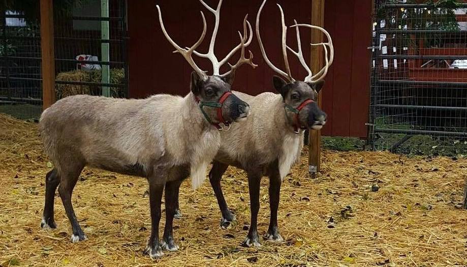 Live Reindeer At Country Village Shops The Bothell Blog