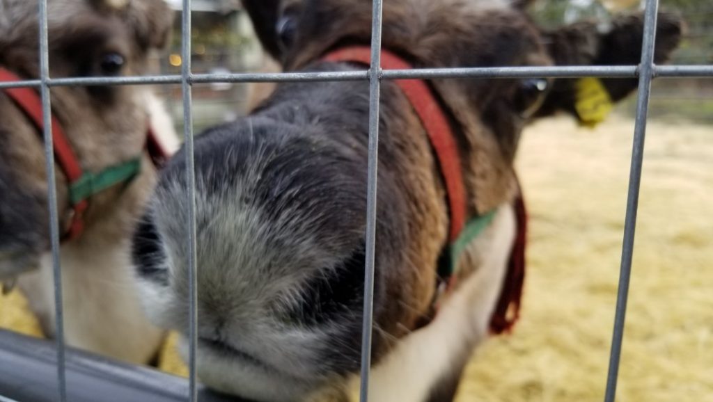 Bothell reindeer at Country Village until December 24th