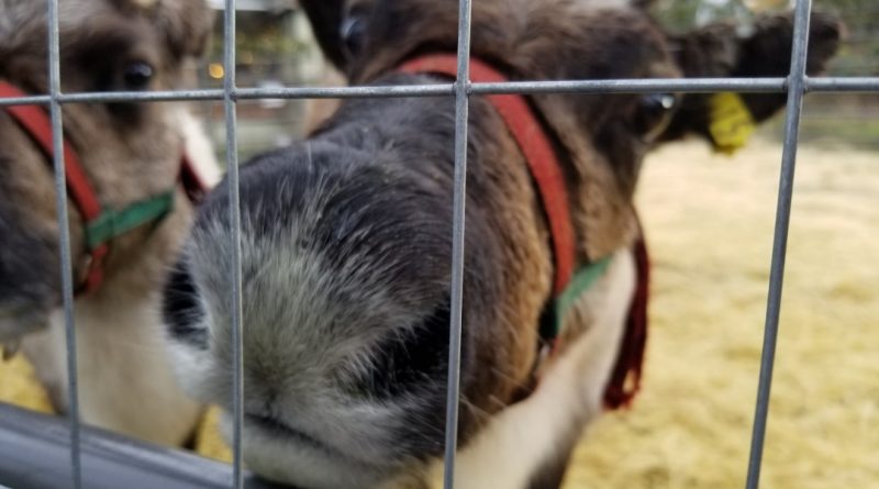 Bothell reindeer at Country Village until December 24th